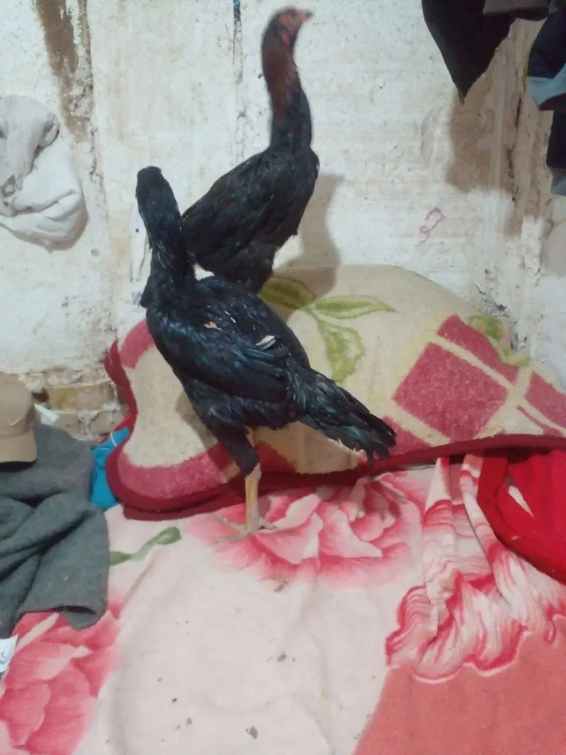 سلام ۳ عدد جوجه اوشامو|حیوانات مزرعه|طرقبه, |دیوار