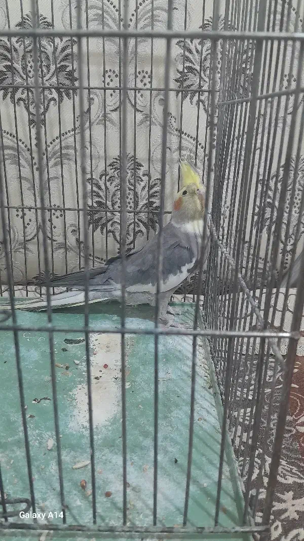 عروس هلندی مولد|پرنده|دورود, |دیوار