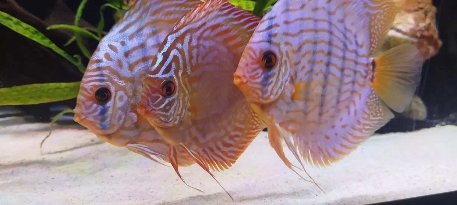 ماهی دیسکس|ماهی|فردیس, شهرک راه آهن|دیوار