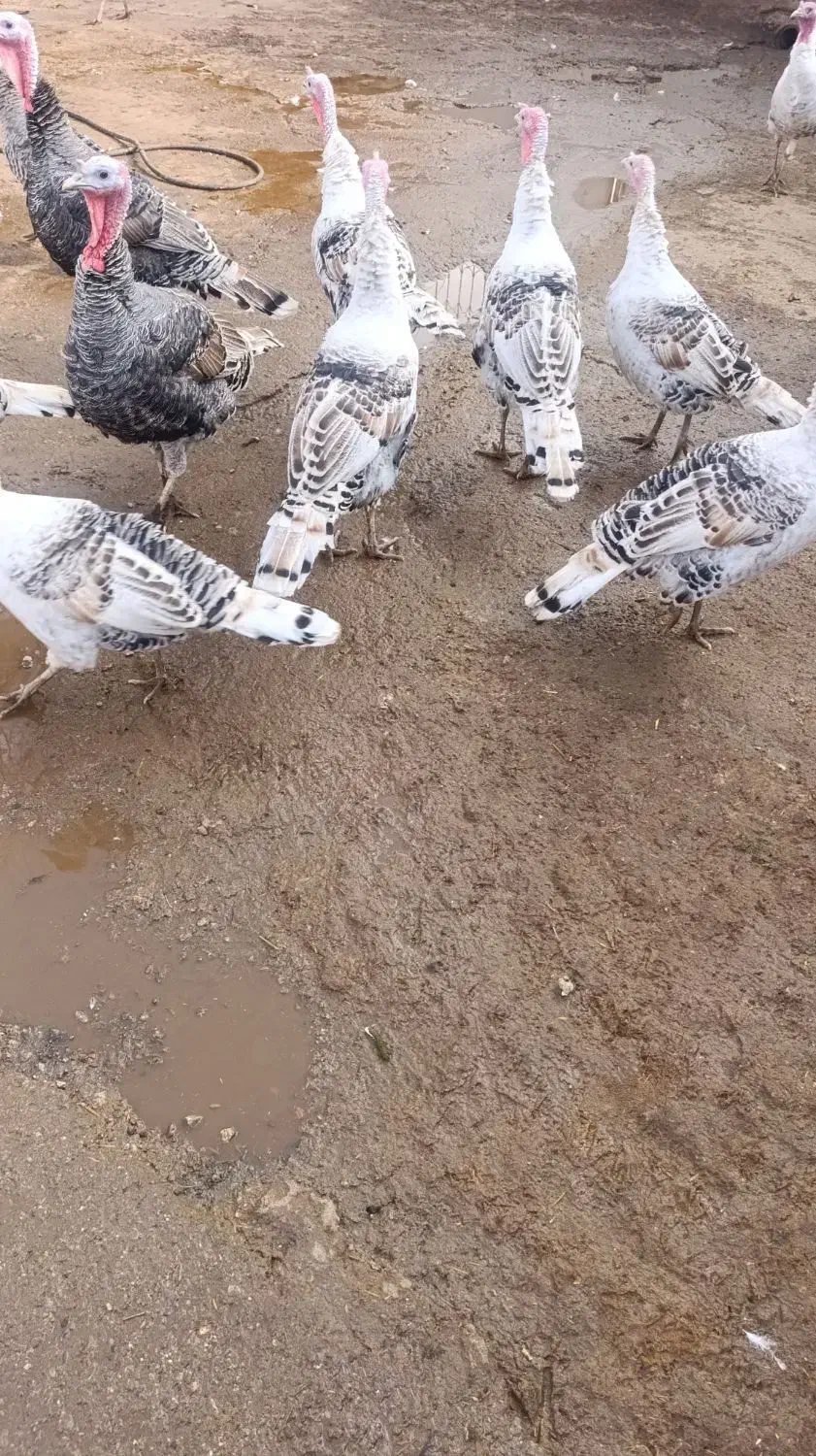 بوقلمون|حیوانات مزرعه|بیرانوند, |دیوار