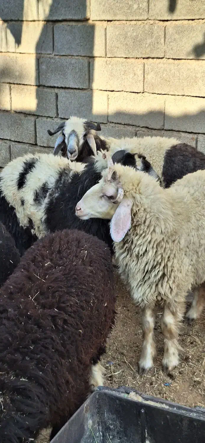 فروش بره نر چاق|حیوانات مزرعه|بندر ماهشهر, |دیوار