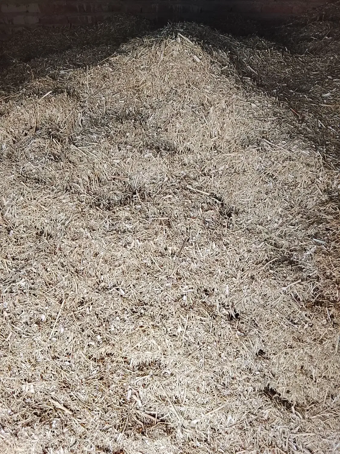 فروش کاه لوبیا چیتی|لوازم جانبی حیوانات|چاراویماق, |دیوار