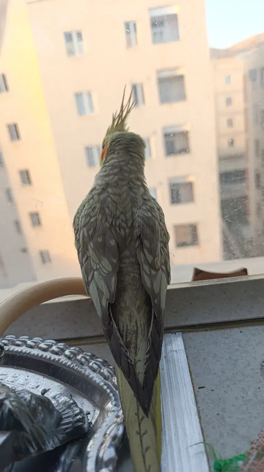 فروش عروس هلندی یکجا باهم|پرنده|رودهن, |دیوار