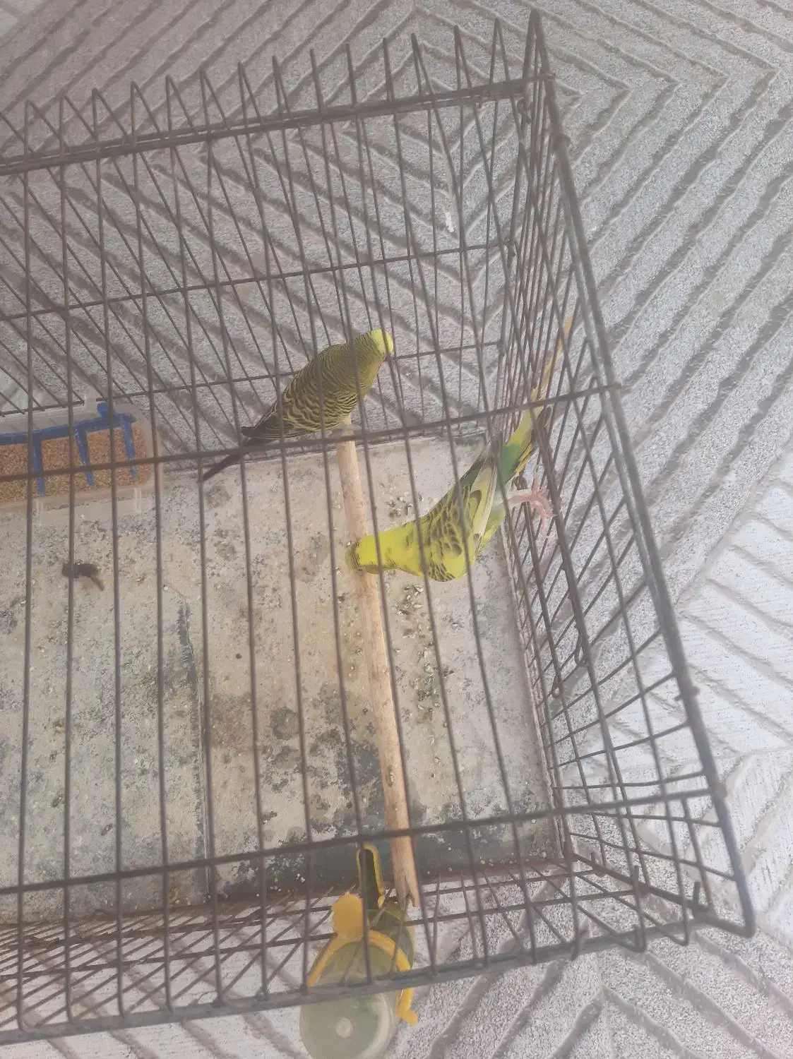 یک جفت مرغ عشق سالم و سرحال|پرنده|بندر کنگان, |دیوار