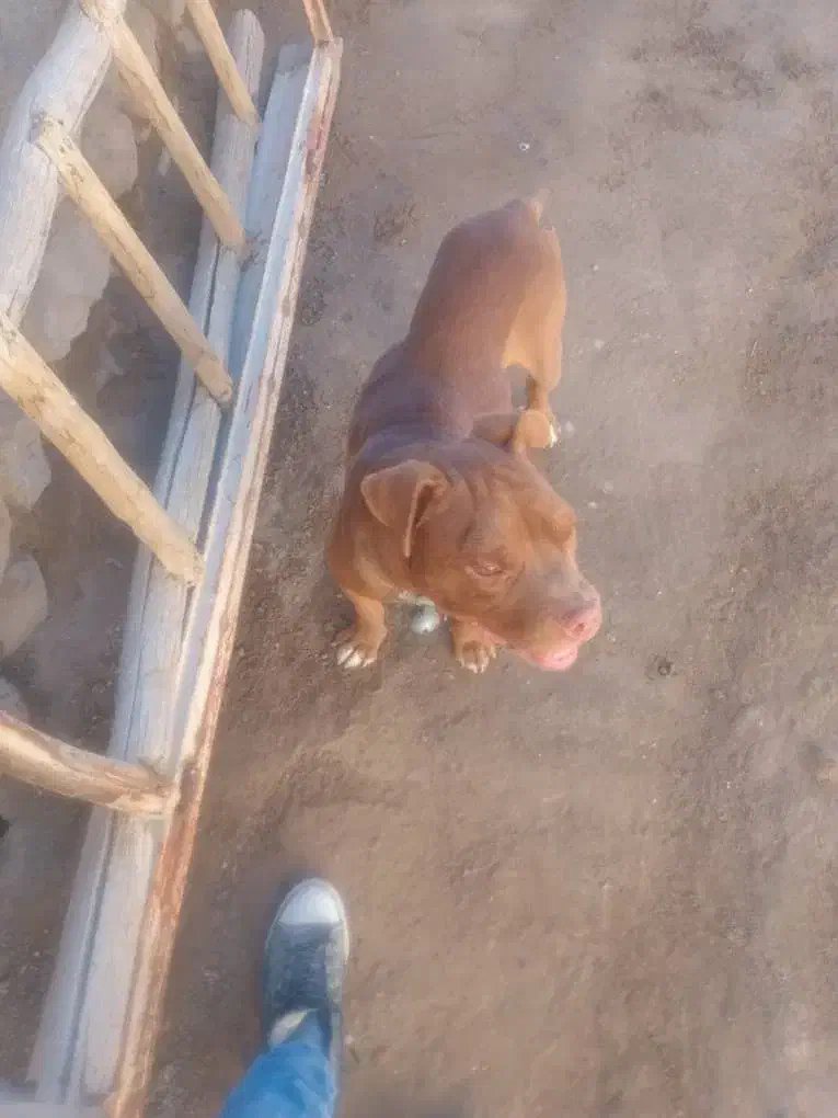 سگ توله هشت ماه|سگ|قروه, |دیوار