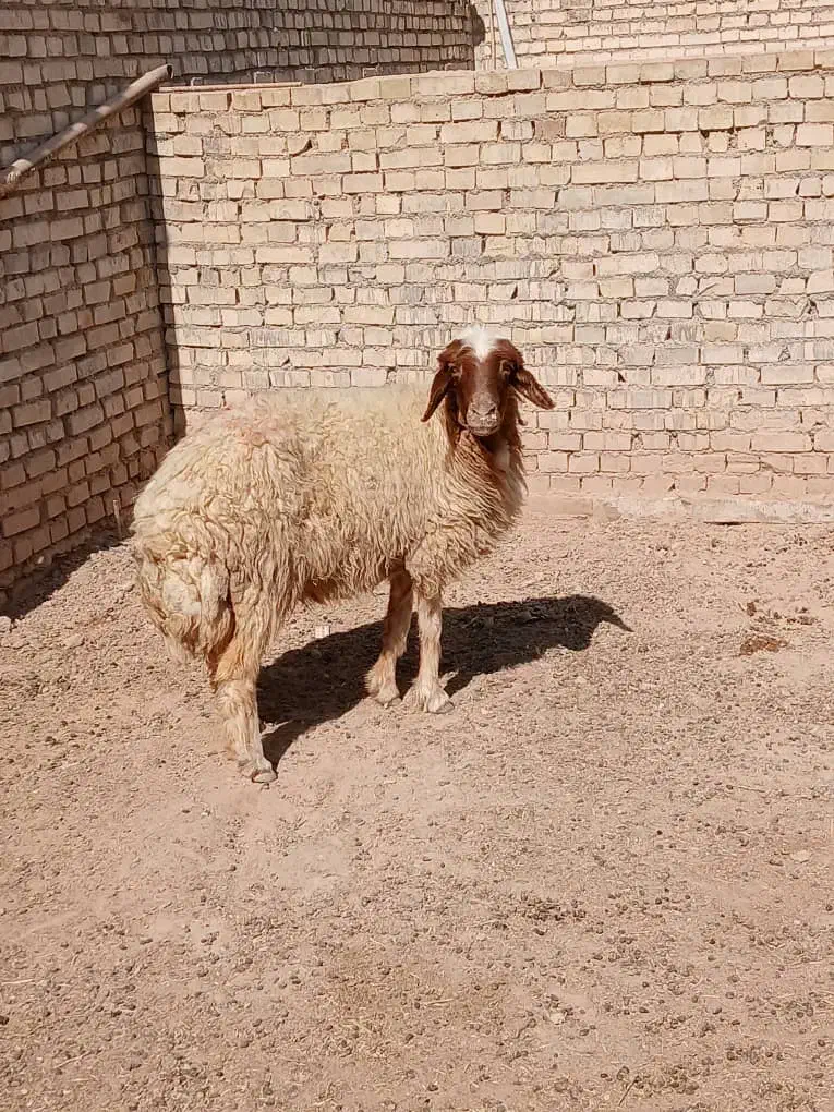 گوسفند بره میش|حیوانات مزرعه|اهواز, گلدشت|دیوار