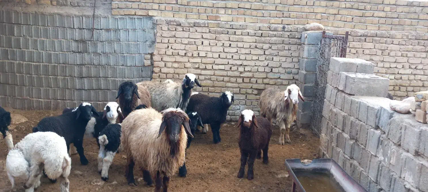 میش بره دار.دوقلو|حیوانات مزرعه|طسوج, |دیوار