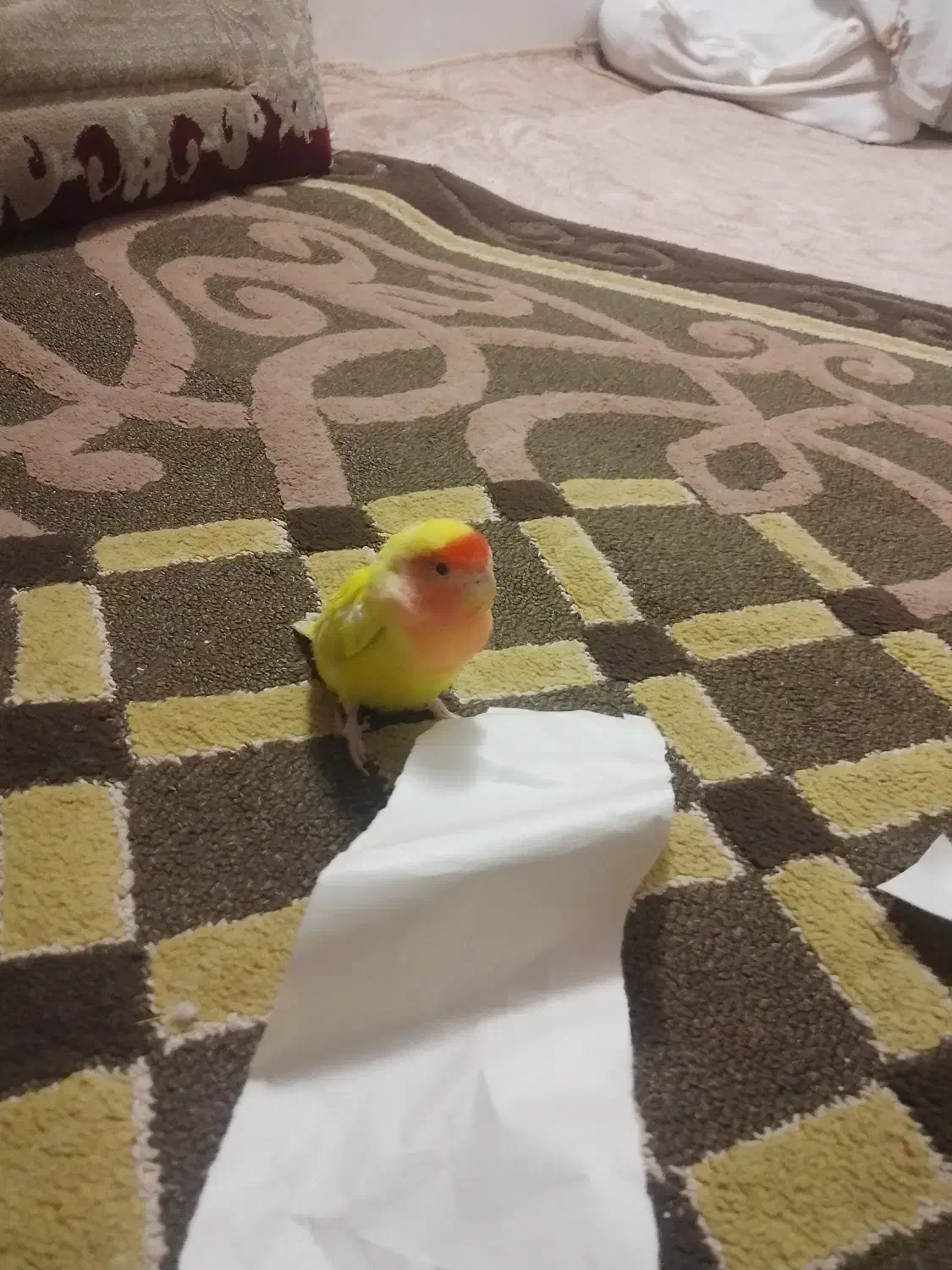 گمشده|پرنده|قم, نخودی|دیوار