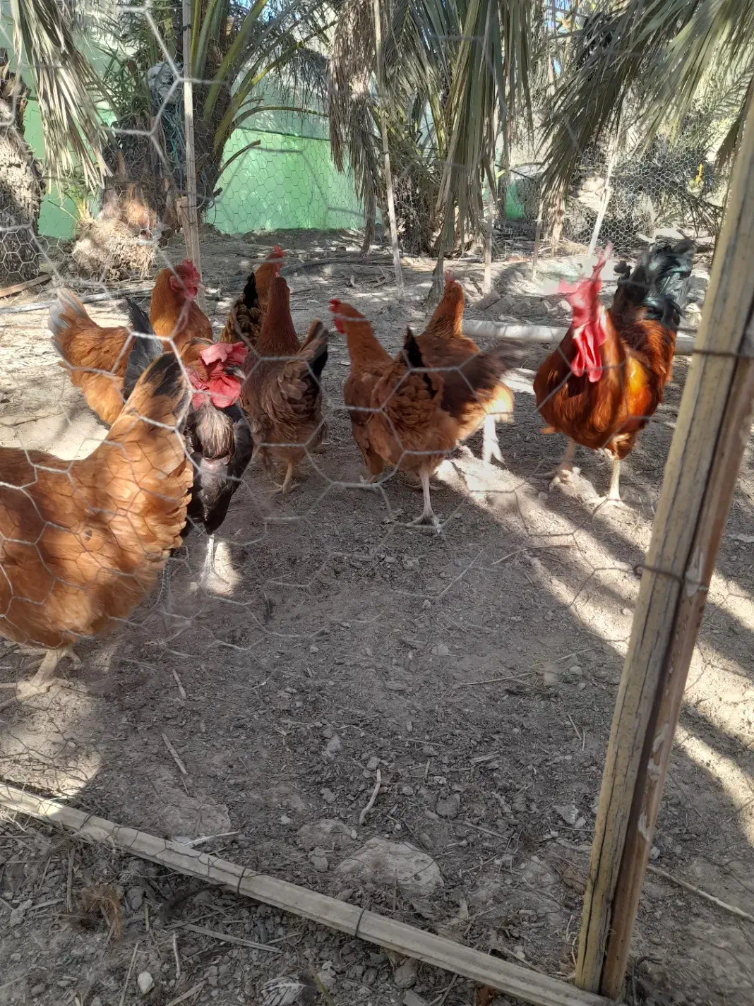 مرغ وخروس وجوجه|حیوانات مزرعه|هیدوچ, |دیوار