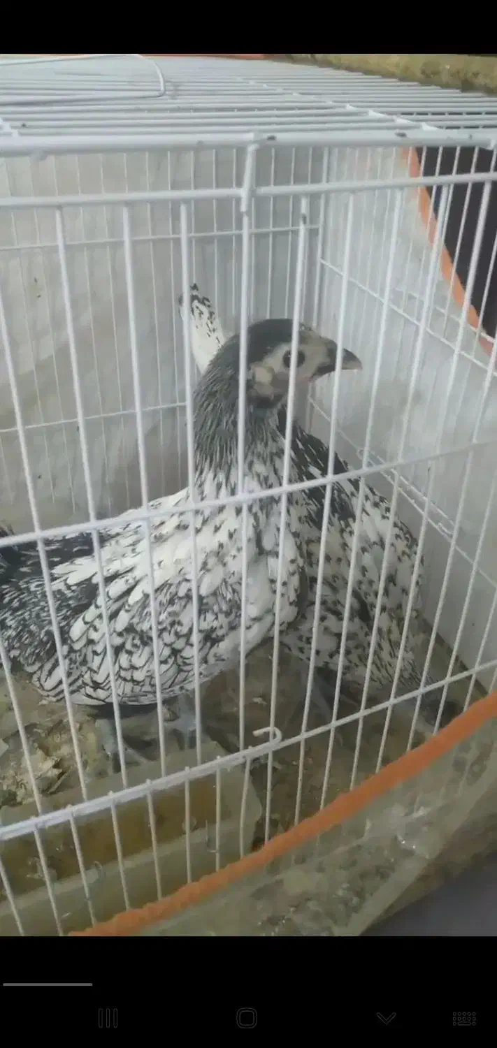 مینیاتوری مرغ و خروس|حیوانات مزرعه|کاشمر, |دیوار