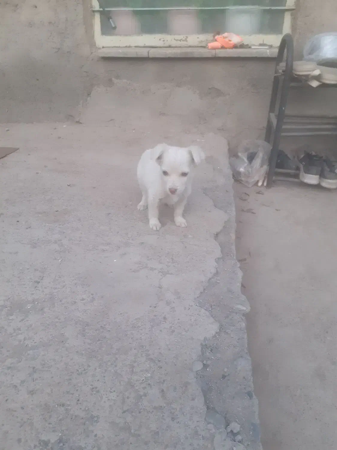 سگ پا کوتاه|سگ|نیشابور, مازول|دیوار