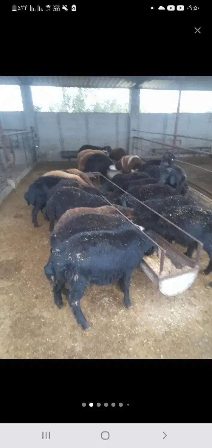 بره و بزغاله باخوراک خوب|حیوانات مزرعه|شاهرود, |دیوار