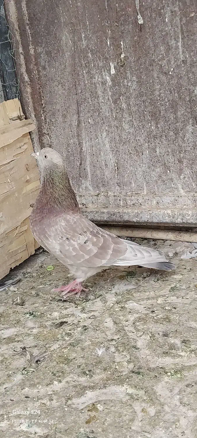 کفتر سور|پرنده|بم, |دیوار