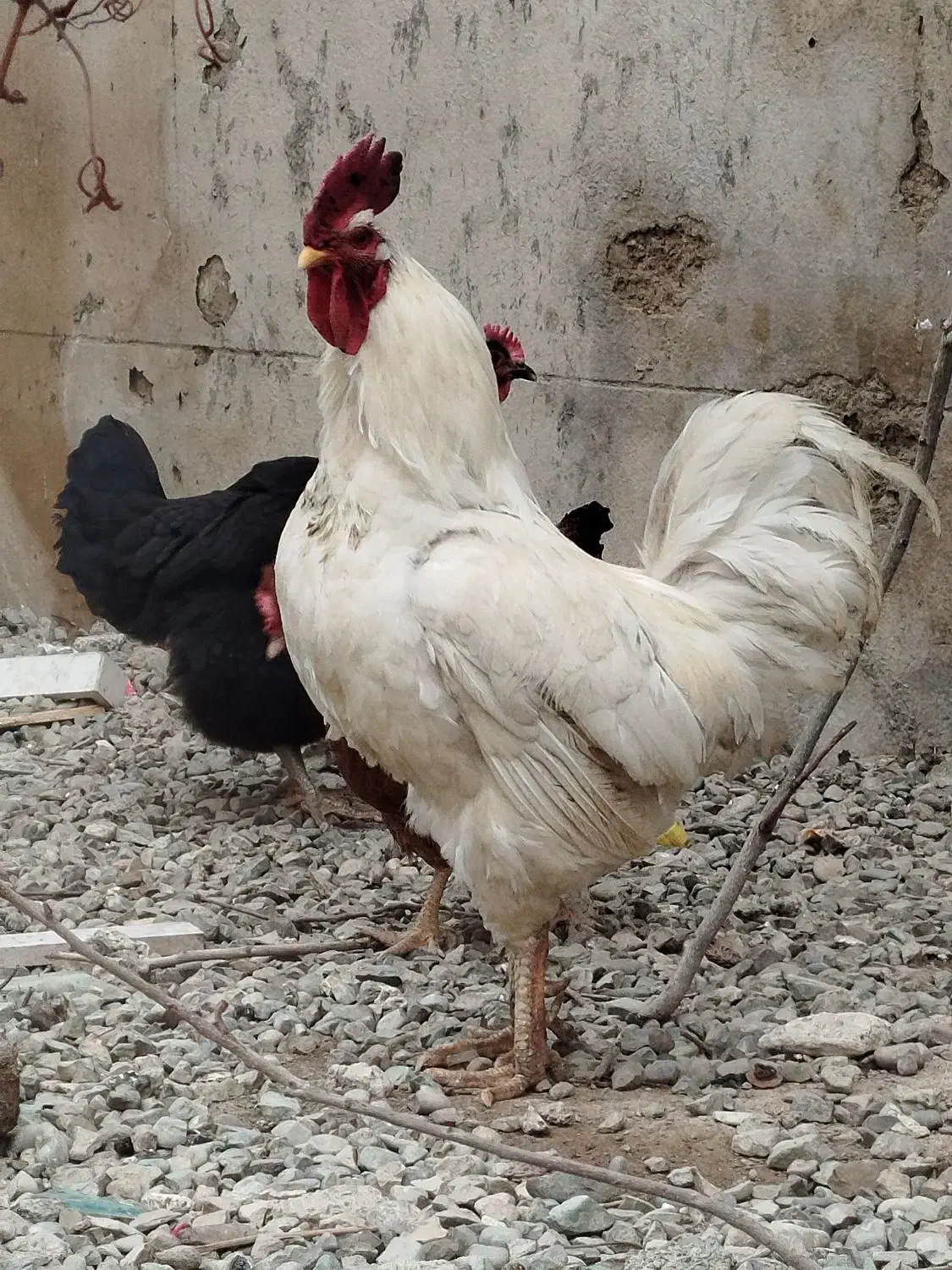 مرغ محلی تخم گذار|حیوانات مزرعه|شهریار, دهشاد بالا|دیوار