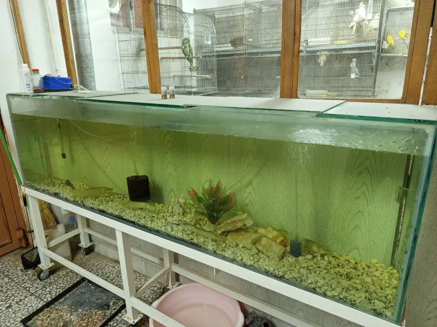 فروش اکواریم بزرگ|ماهی|لنگرود, |دیوار