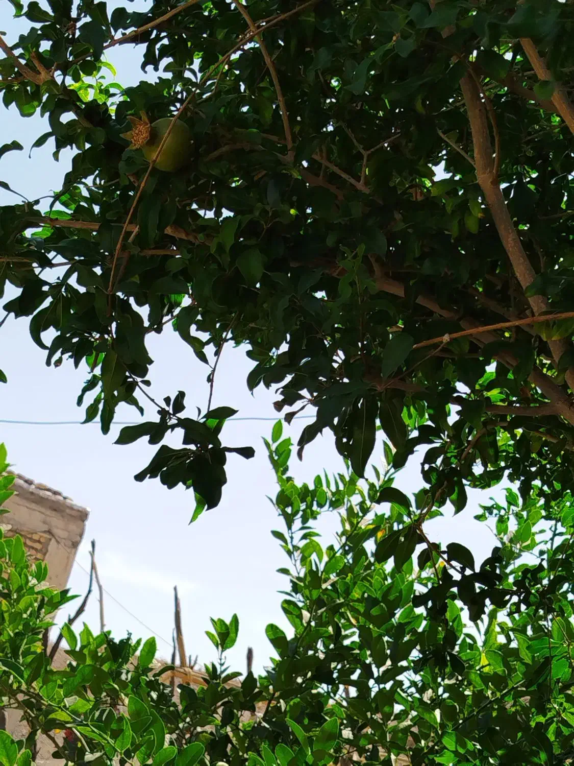 نظافت|خدمات نظافت|کیش, |دیوار