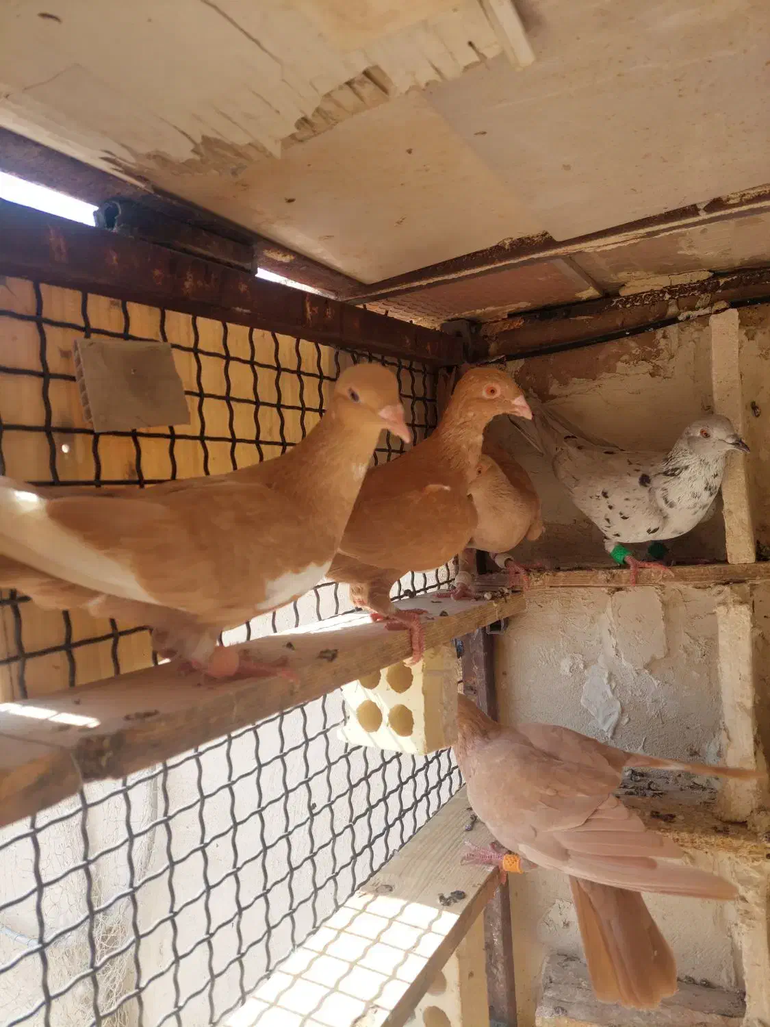 زرد سوری|پرنده|شوشتر, |دیوار