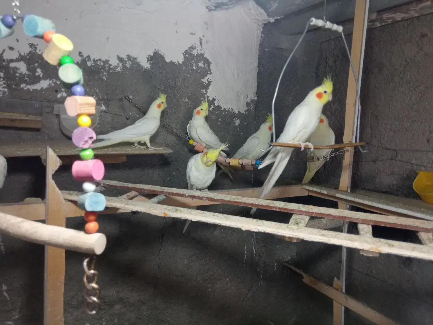 عروس هلندی لوتینو|پرنده|ابهر, |دیوار