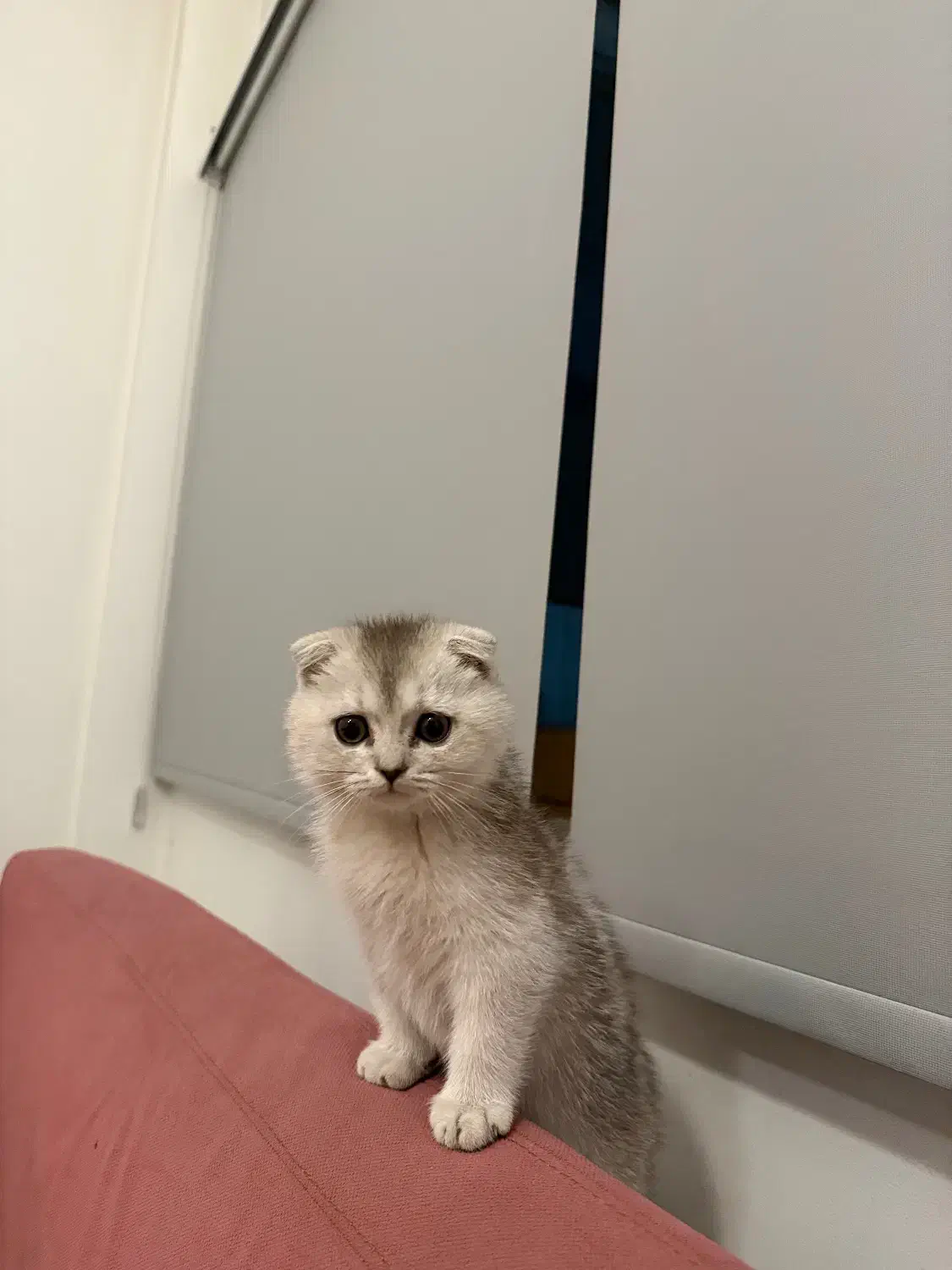 بچه گربه اسکاتیش|گربه|مشهد, امیریه|دیوار