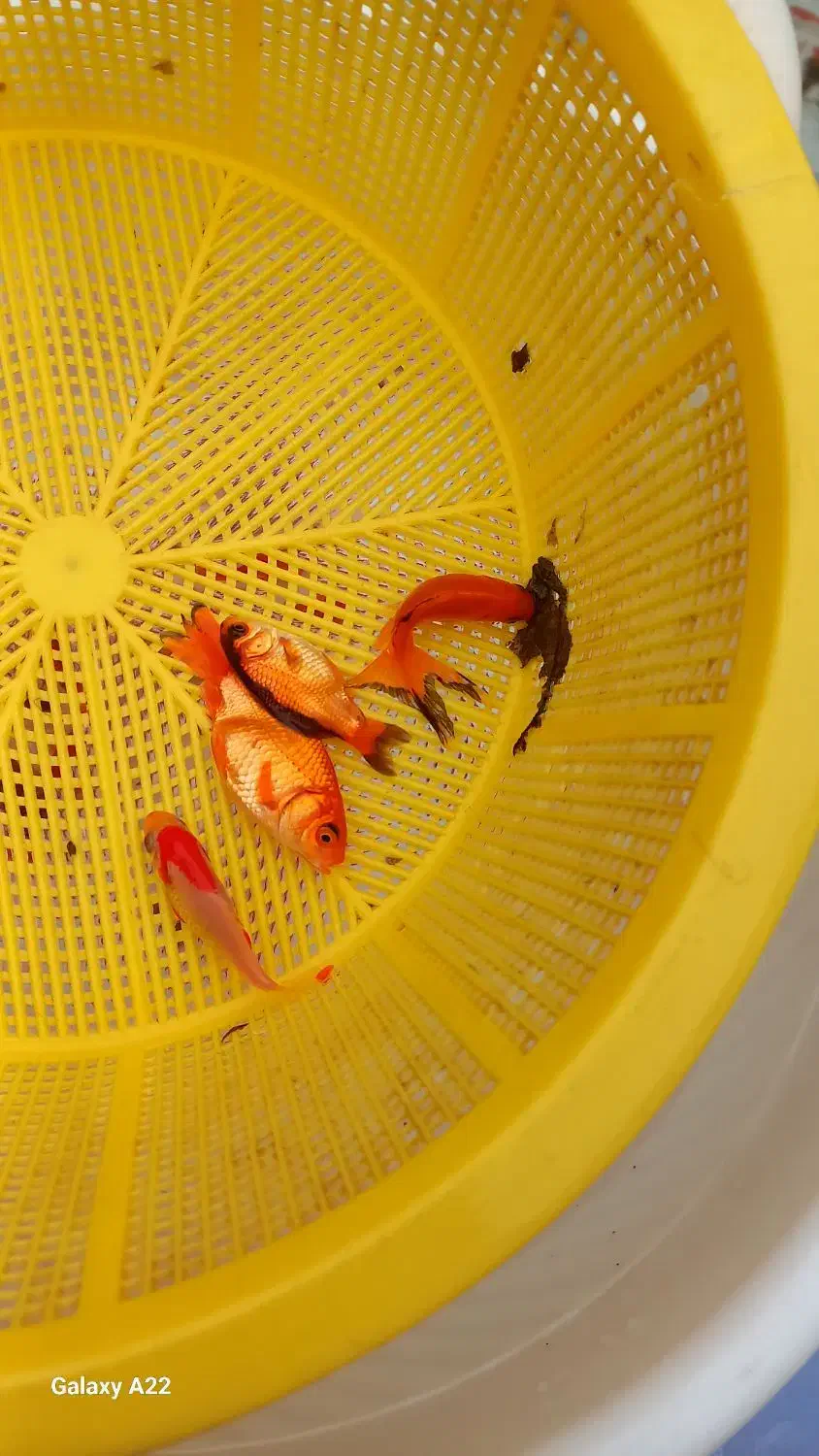 ماهی قرمز|ماهی|خان ببین, |دیوار