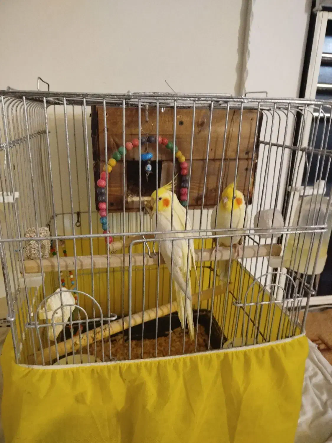 عروس هلندی لوتینو جفت دستی مولد|پرنده|تاکستان, |دیوار