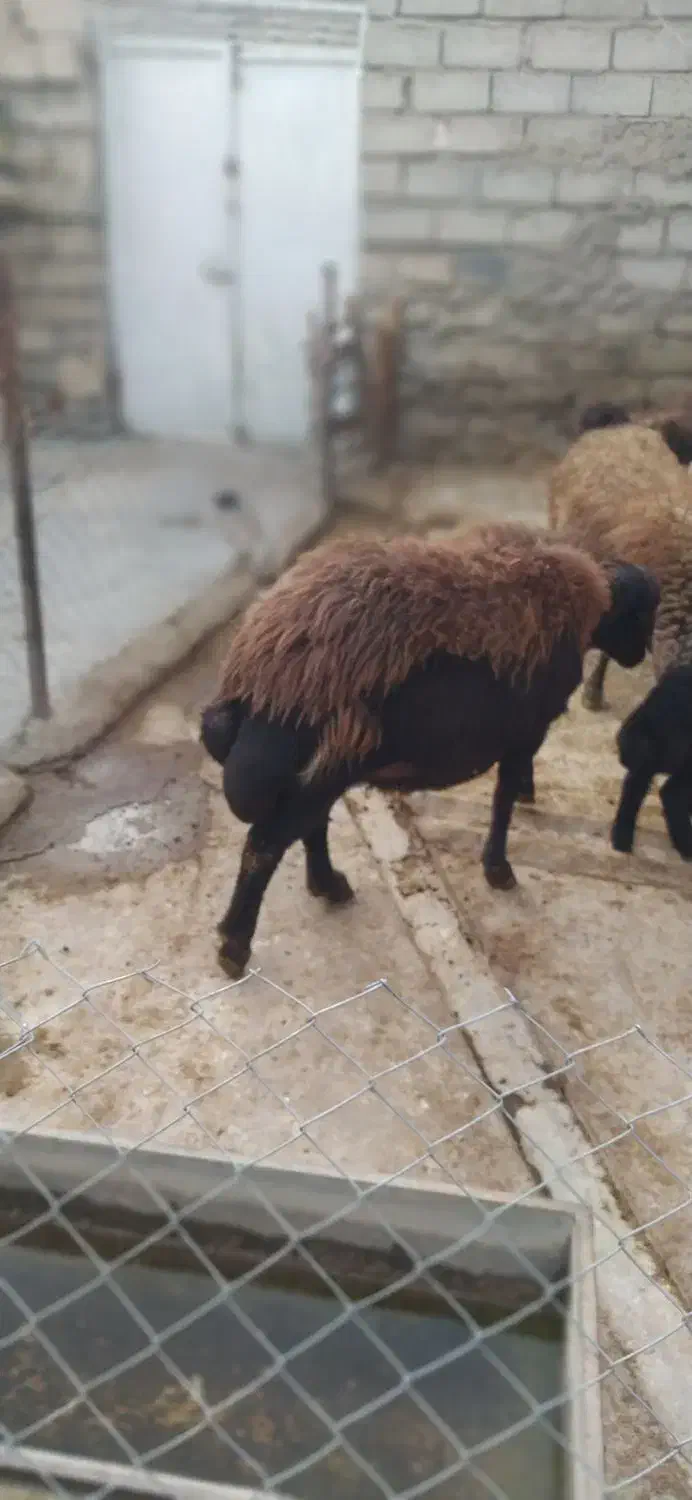 باسلام قوچ نژاددارجنس قره قزل|حیوانات مزرعه|زرین دشت (همدان), |دیوار