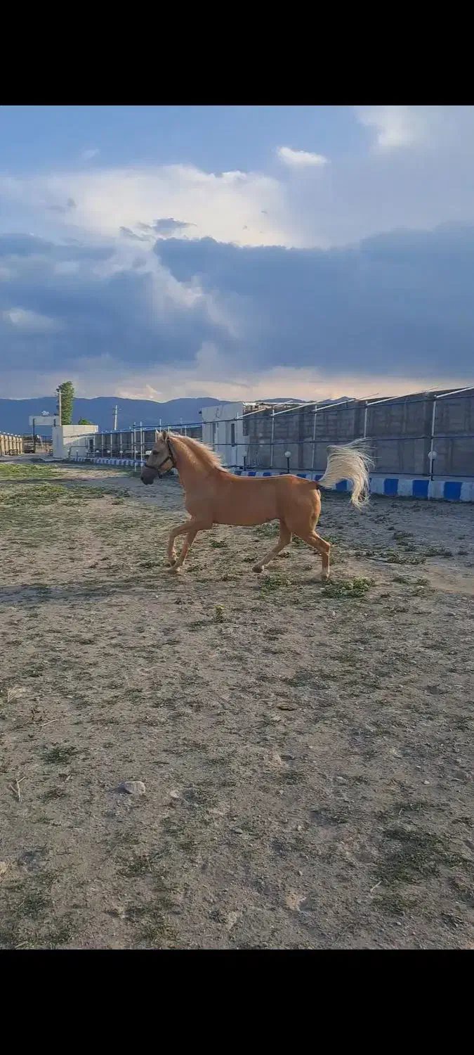 اسب اصیل کرره شاهرنگ|اسب و تجهیزات اسبسواری|سراب, |دیوار