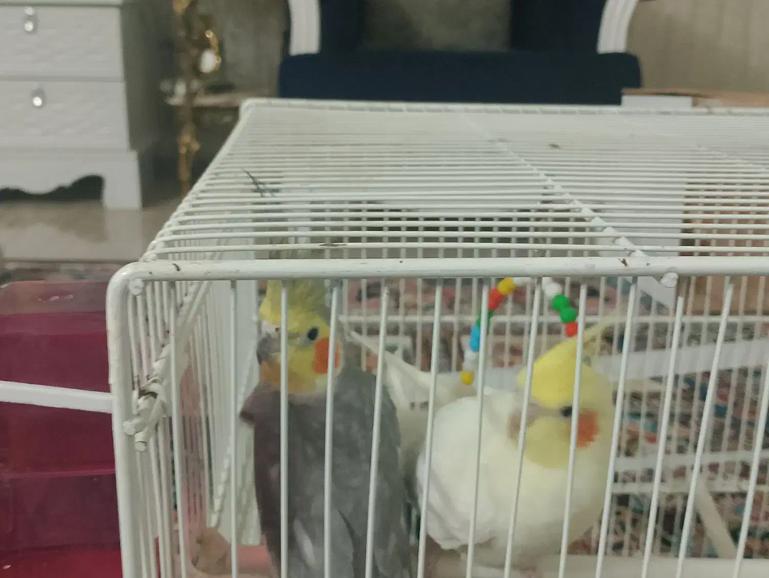 عروس هلندی|پرنده|قائن, |دیوار