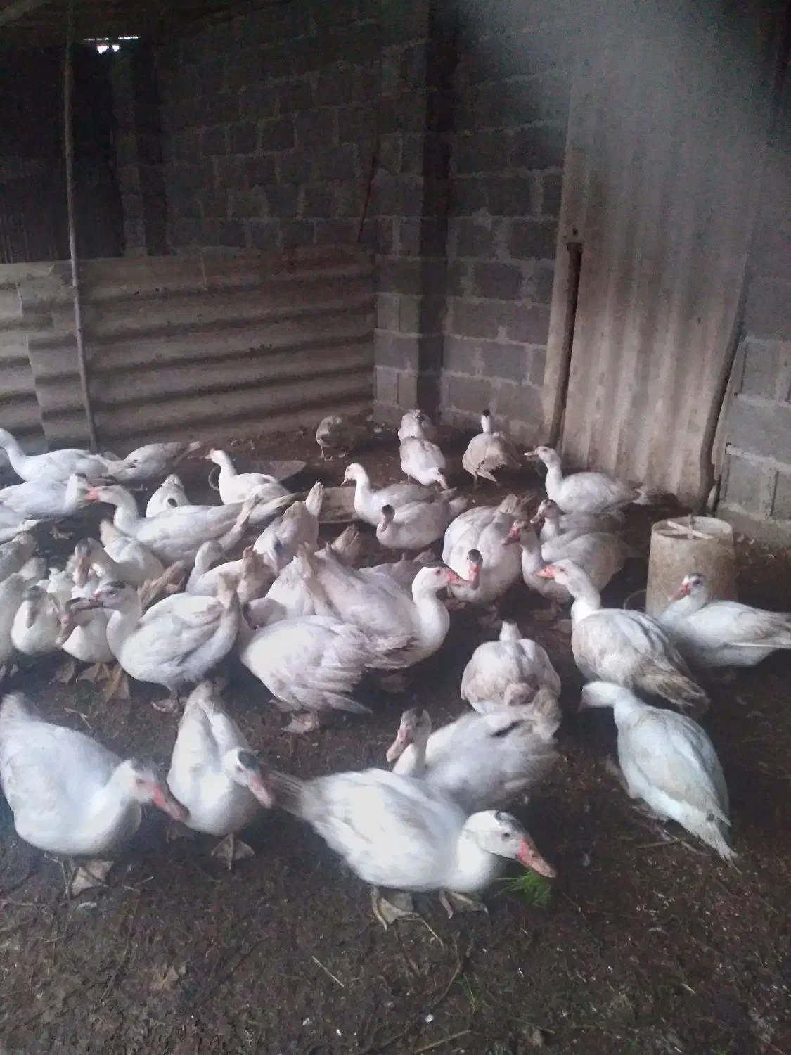 اردک اسرائیلی سفید و جوجه اردک اسرائیلی|حیوانات مزرعه|رشت, کوی عرفان|دیوار