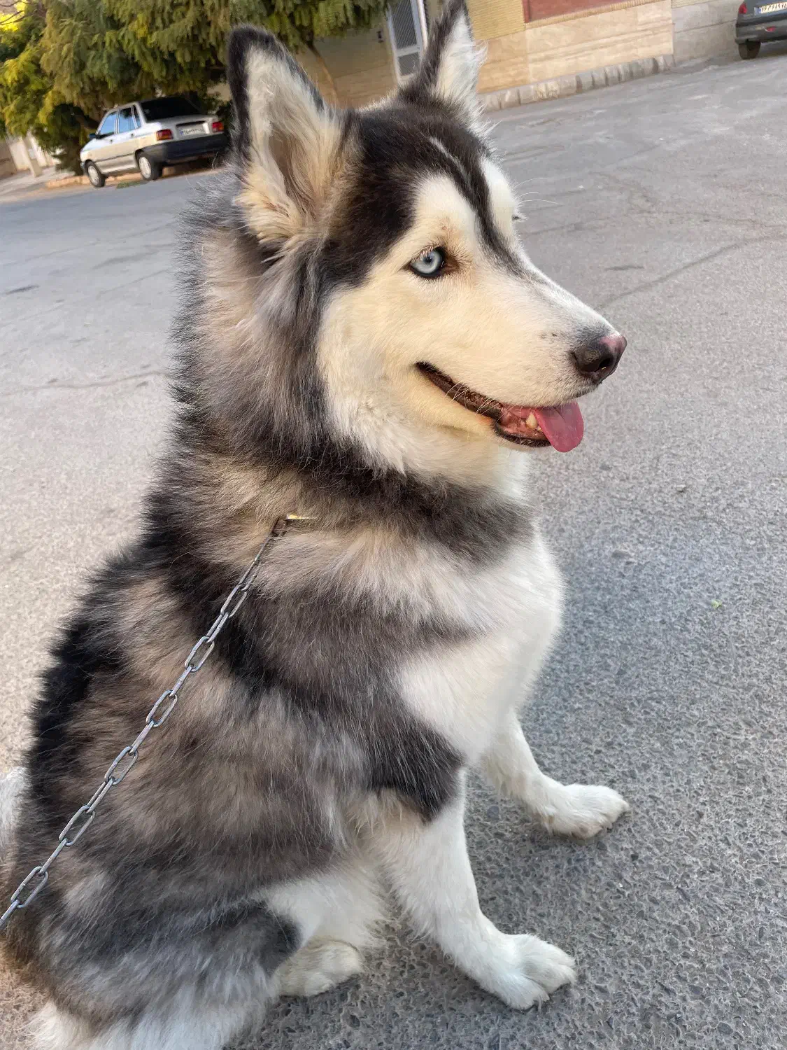 واگذاری هاسکی|سگ|کرمان, |دیوار