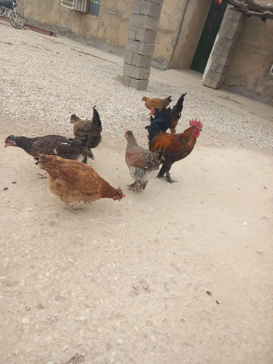 فروش مرغ|حیوانات مزرعه|دهدشت, |دیوار