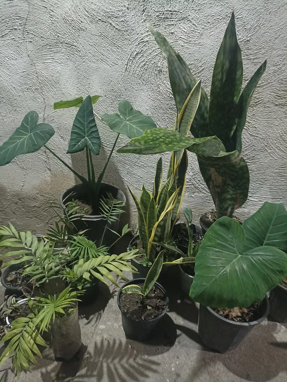 گلها بصورت تکی هم فروخته میشود|گل و گیاه طبیعی|خمام, |دیوار