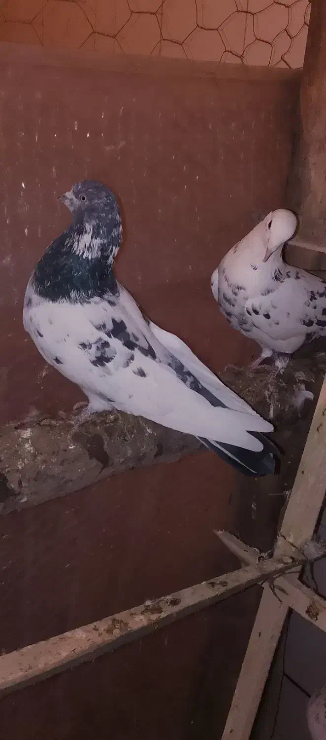 تهرونی|پرنده|کیار, |دیوار