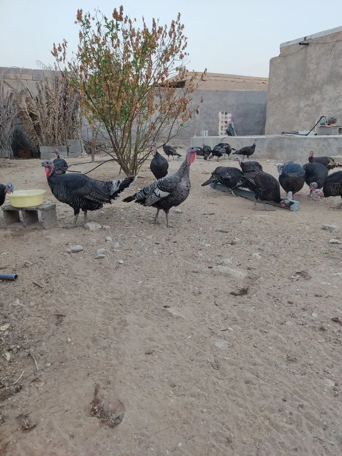 بوقلمون|حیوانات مزرعه|چغادک, |دیوار