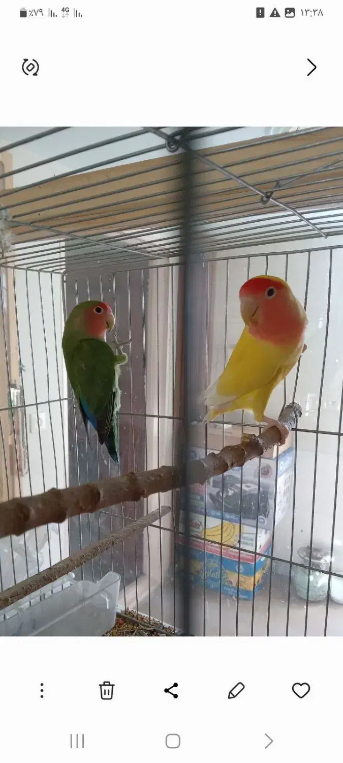 یک جفت طوطی برزیلی مولد|پرنده|بهار, |دیوار