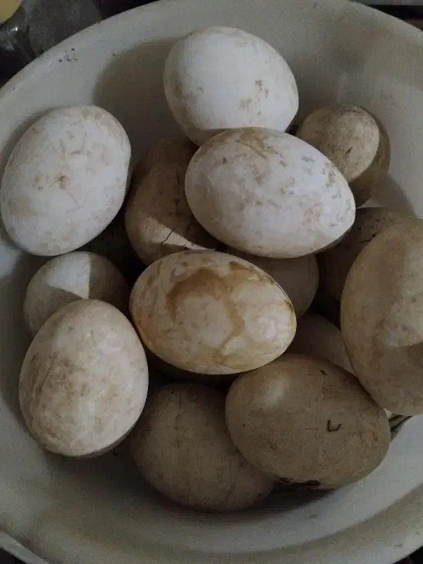 تخم غاز|خوردنی و آشامیدنی|شوشتر, |دیوار