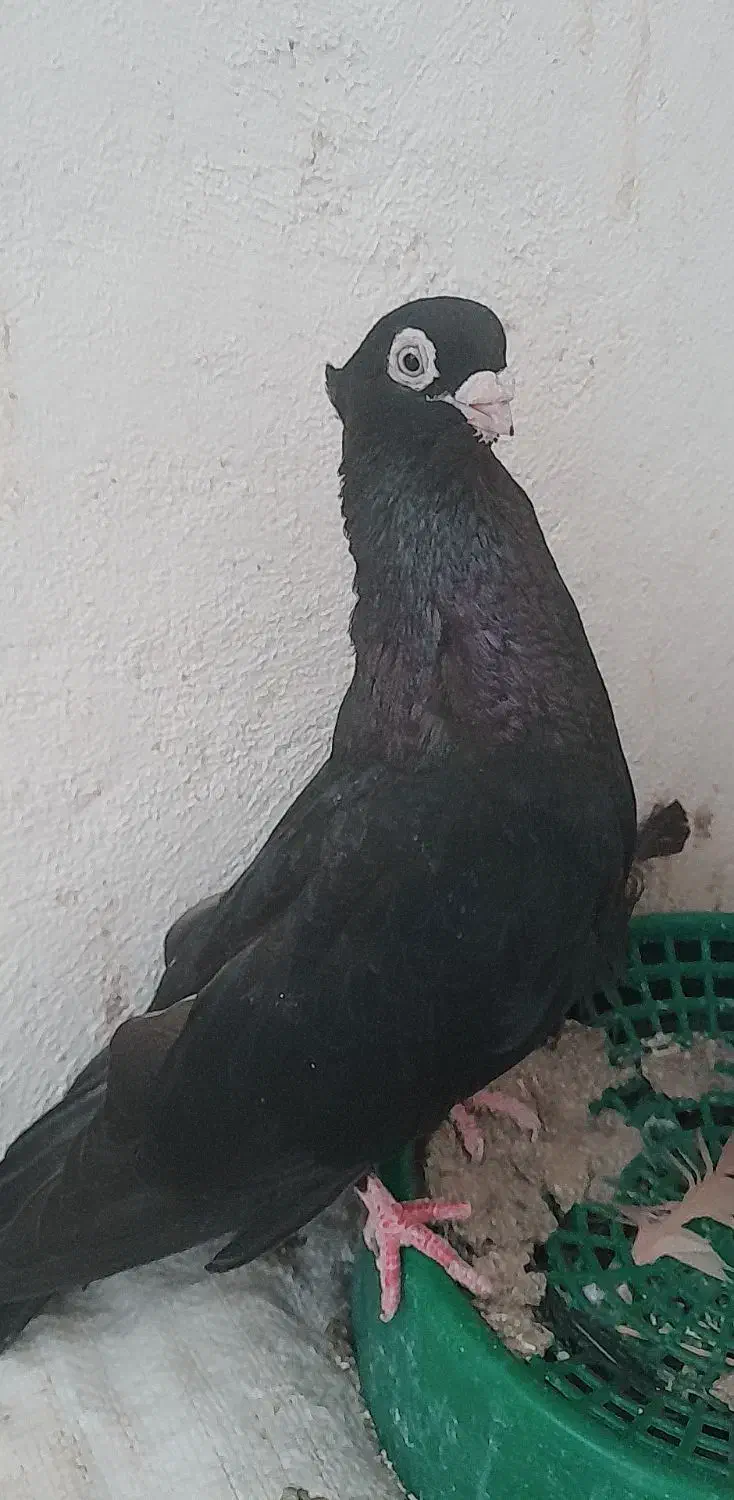 صرب|پرنده|تهران, جیحون|دیوار