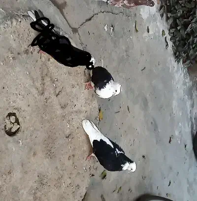 کفتر 2عدد ماده|پرنده|علی‌آباد کتول, |دیوار