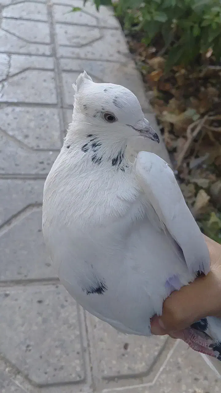 کفتر مسافتی|پرنده|شاهرود, |دیوار