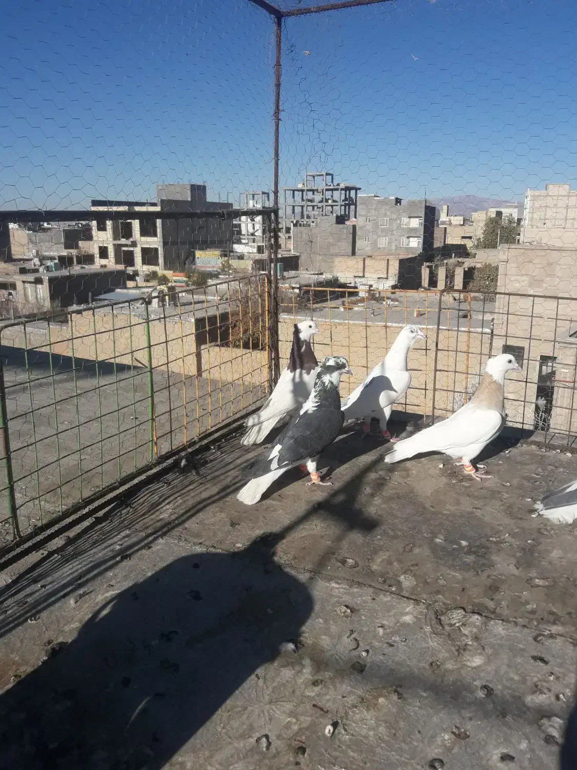 پرشی|پرنده|اسفراین, |دیوار