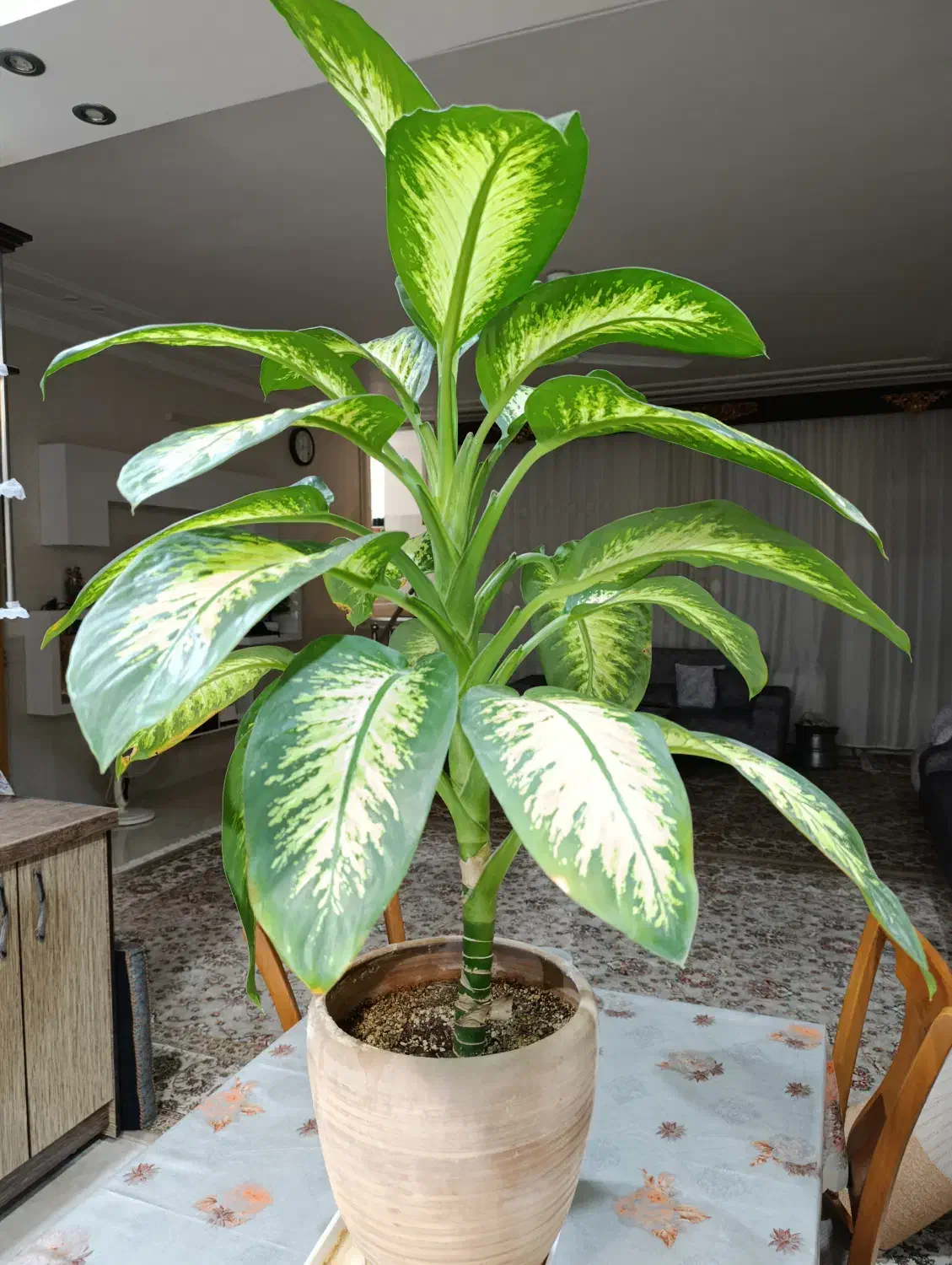 گل دیفن|گل و گیاه طبیعی|یزد, |دیوار