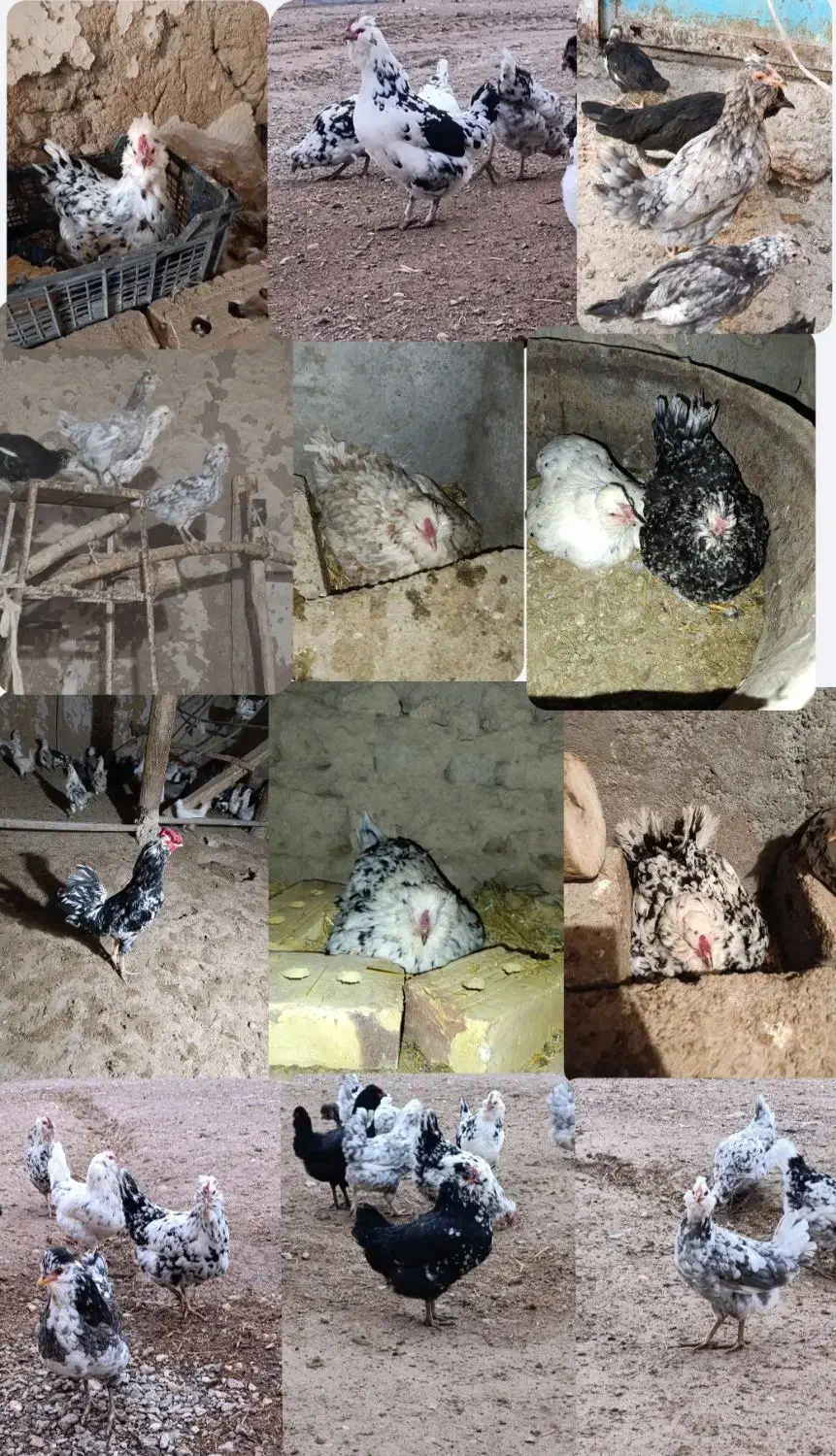 تخم مرغ گلین|حیوانات مزرعه|زنجان, |دیوار