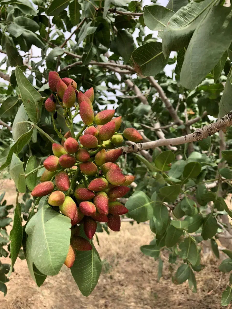 ۸۰۰۰مترباغ پسته|فروش دفتر صنعتی، کشاورزی، تجاری|قم, یزدان‌شهر|دیوار