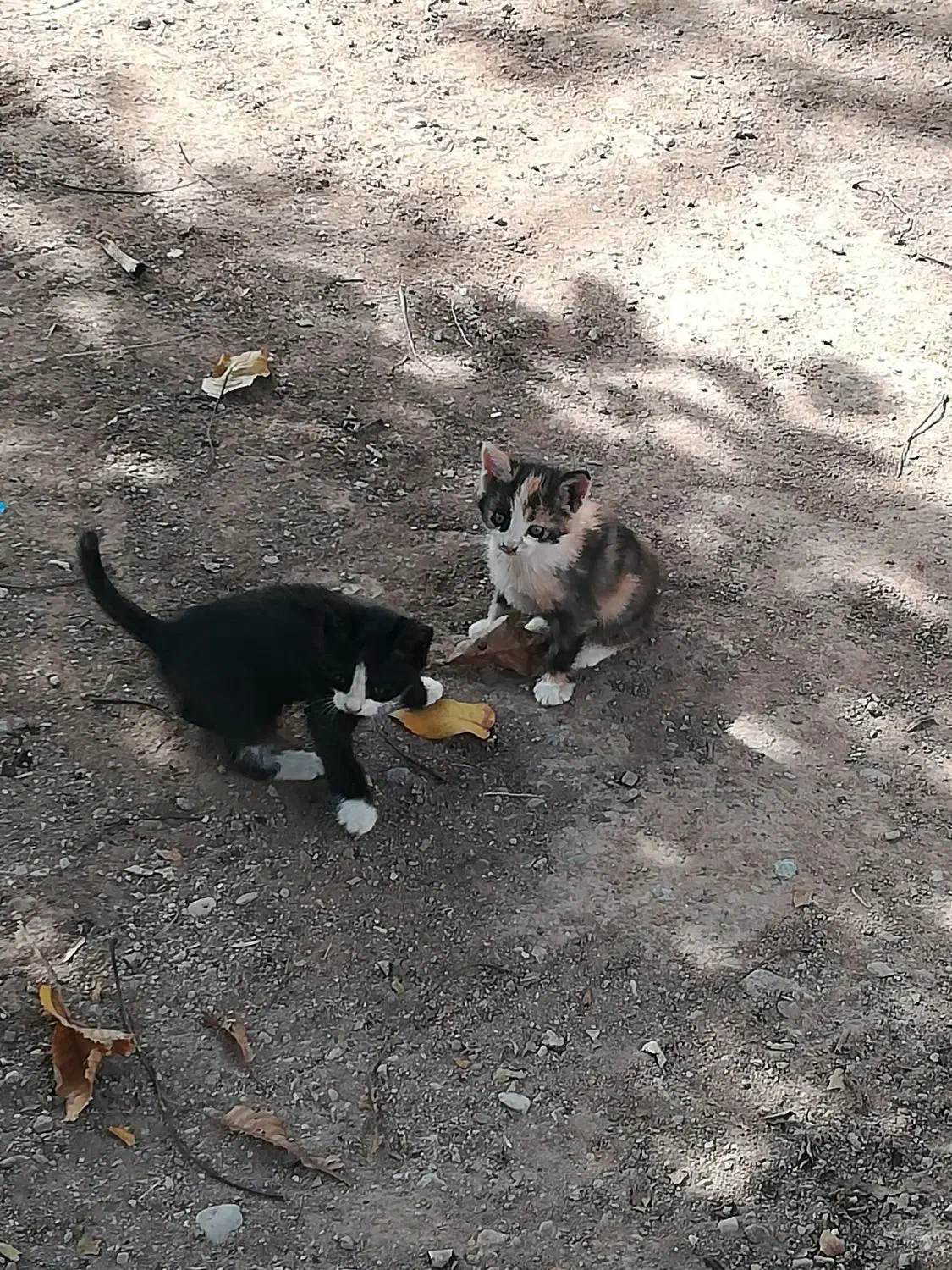 بچـه گـربه|گربه|خرمدره, |دیوار