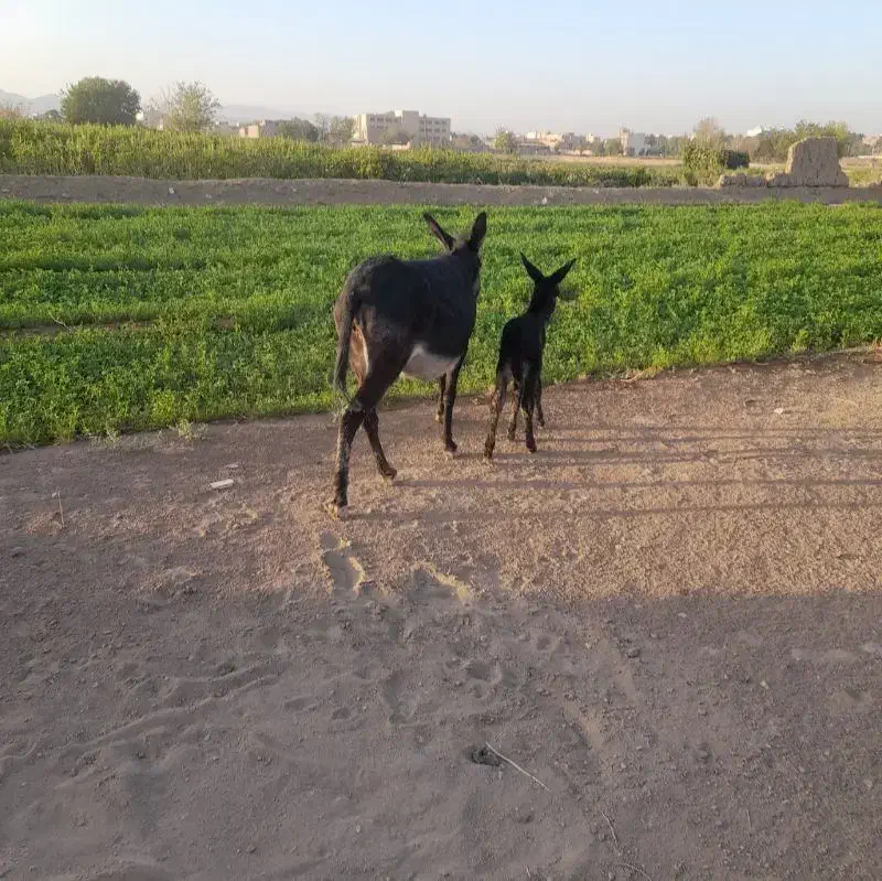 شیرالاغ|حیوانات مزرعه|اصفهان, مارچین|دیوار