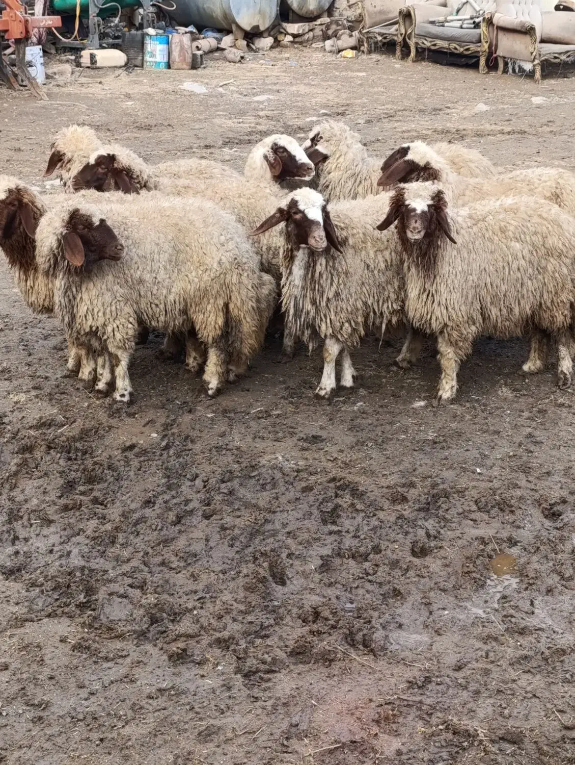 بره ماده|حیوانات مزرعه|ماهیدشت, |دیوار