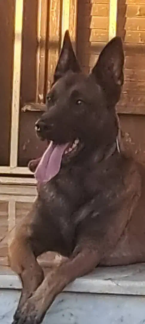 سگ مالینیوز حرفه ای|سگ|قائمشهر, |دیوار