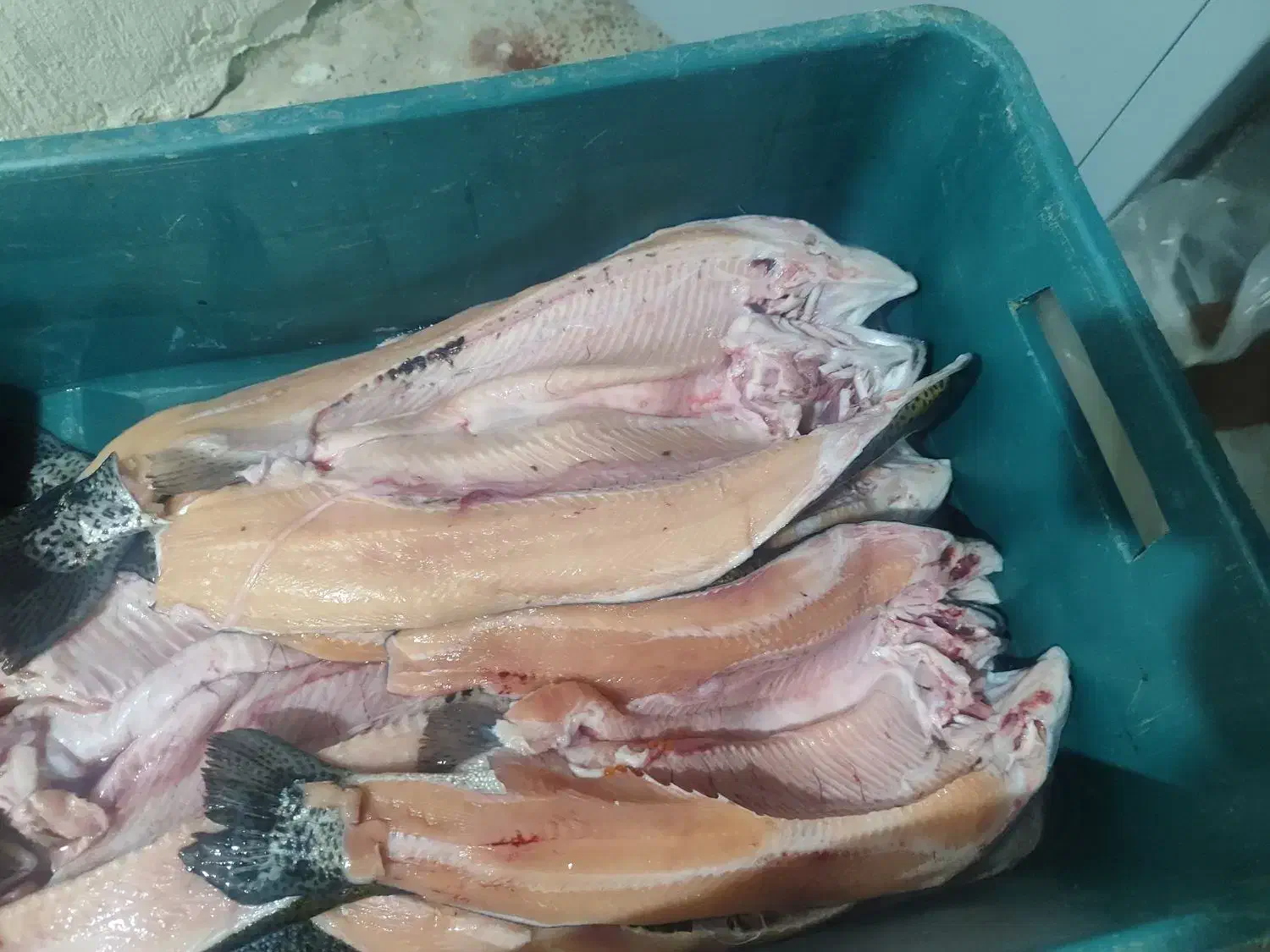 ماهی سالمون تازه تازه|ماهی|یاسوج, |دیوار