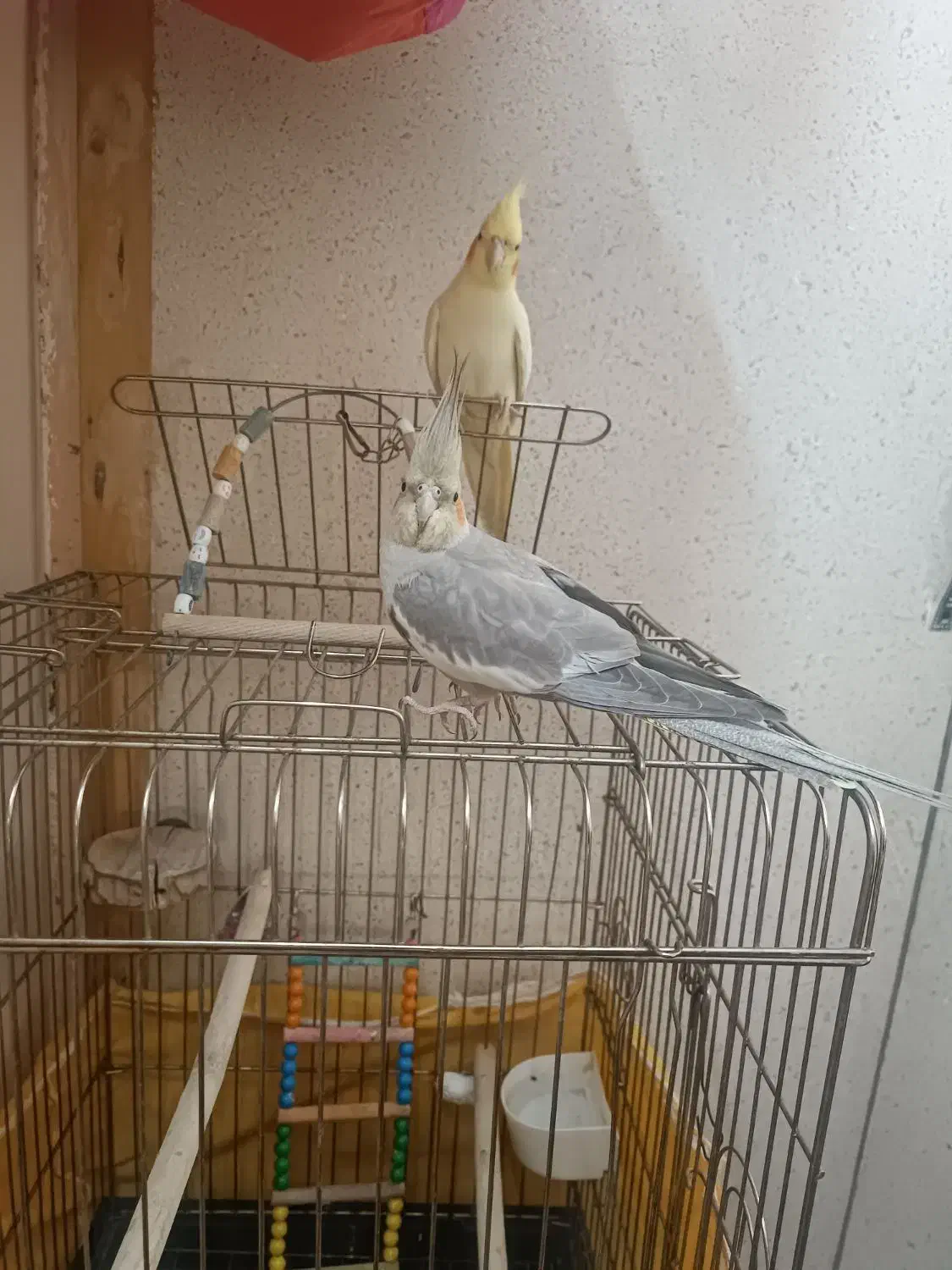 عروس هلندی دستی|پرنده|اسلام‌شهر, شهرک مهدیه|دیوار