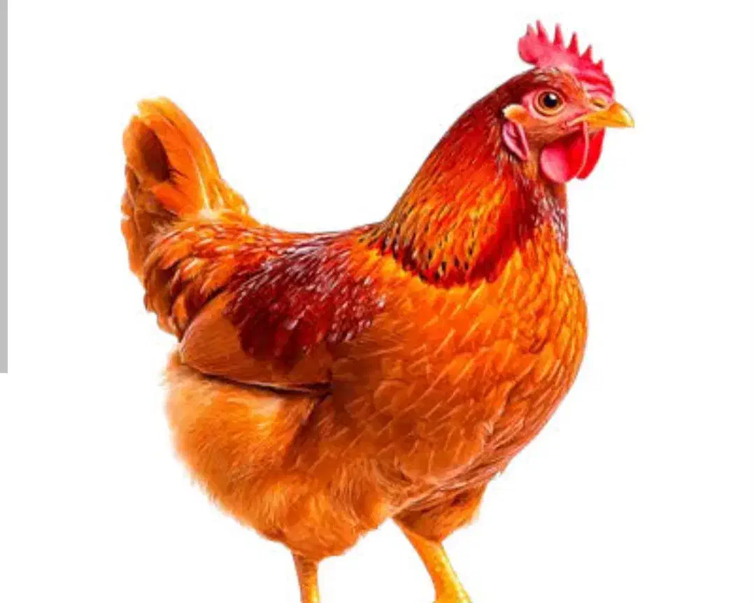 ۳۰ عدد مرغ دانه ای ۴۵۰|حیوانات مزرعه|ماکلوان, |دیوار